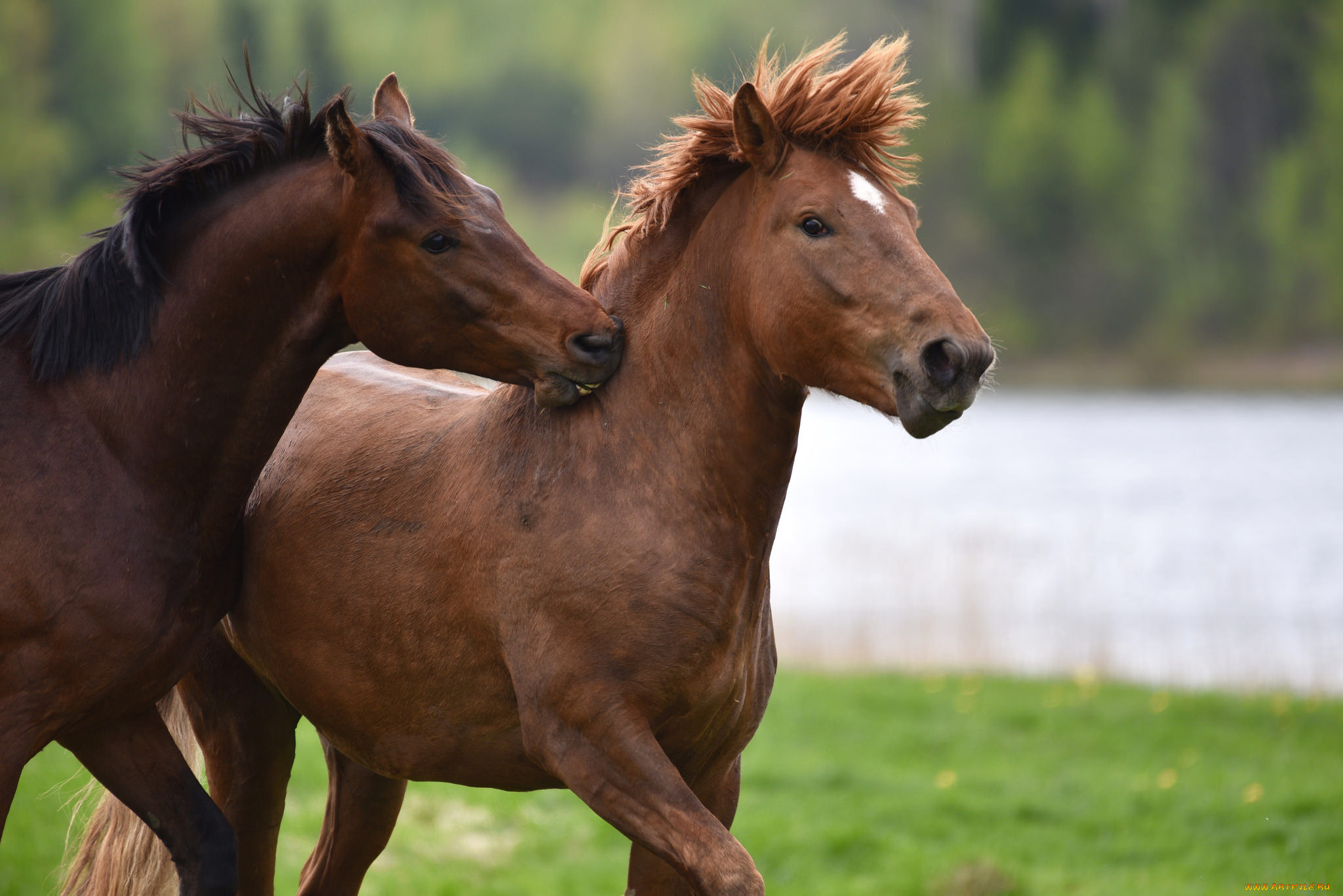 , , , , horse, animal, handsome